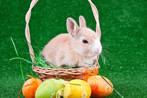 Rabbit in basket and easter eggs — Stock Photo, Image
