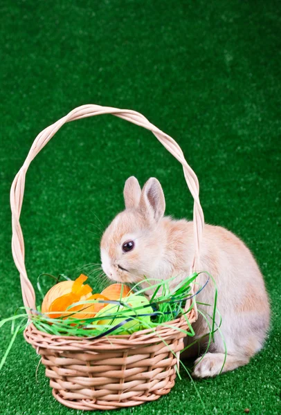 Easter eggs and sniffing rabbit — Stock Photo, Image