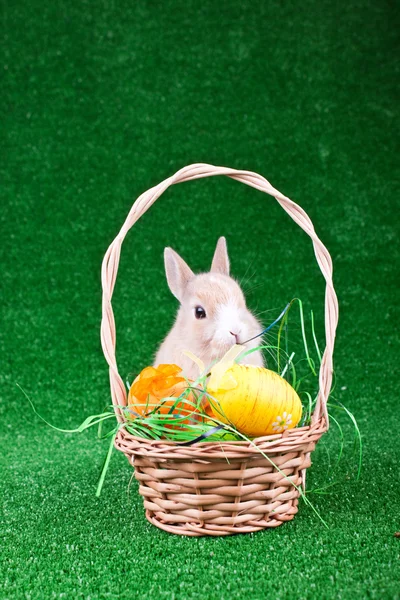 Påsk boet med kanin — Stockfoto