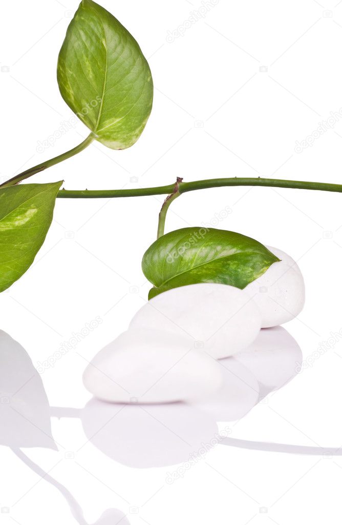 White rocks with plant