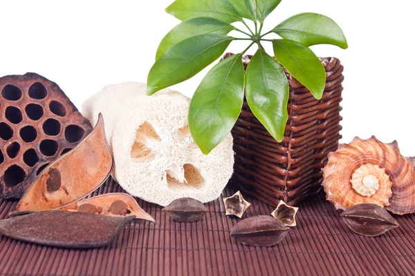 Lotus, loofah, concha e vela — Fotografia de Stock