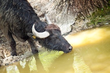 Black buffalo drinking water clipart