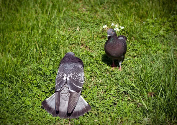 Doves in love — Stock Photo, Image