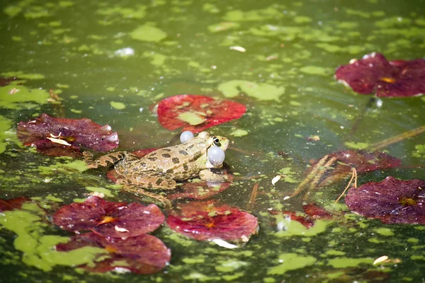 Зелена жаба в грязьовому ставку — стокове фото