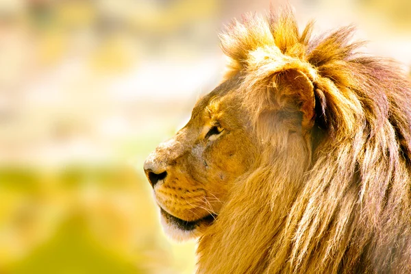 Ontspannen Afrikaanse leeuw — Stockfoto