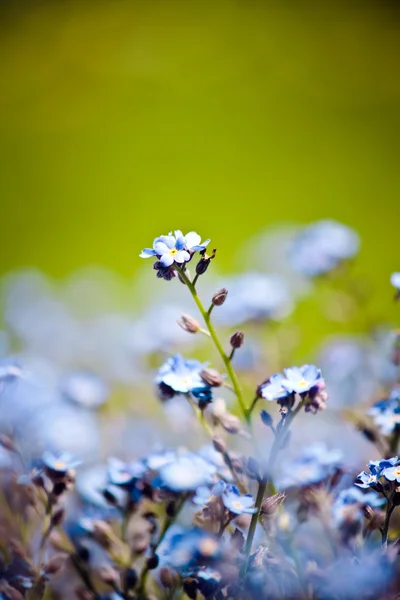 Krásné modré kvítky — Stock fotografie