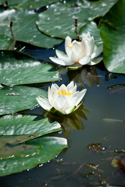 White water lily — Stock Photo, Image