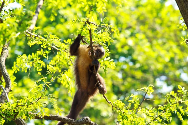 Lustiger Affe auf Baum — Stockfoto
