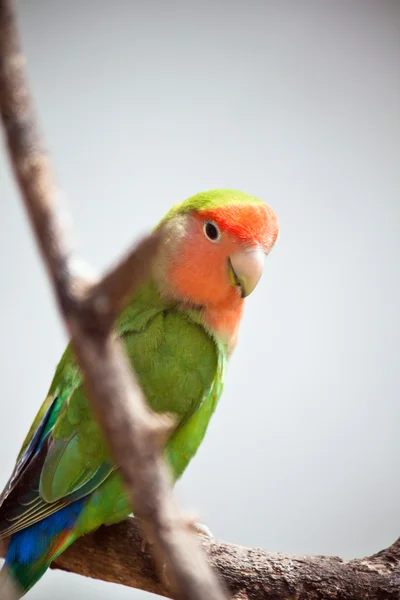 Невеликий папуга — стокове фото
