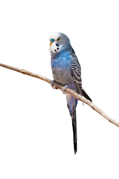 Papagaio-pequeno — Fotografia de Stock