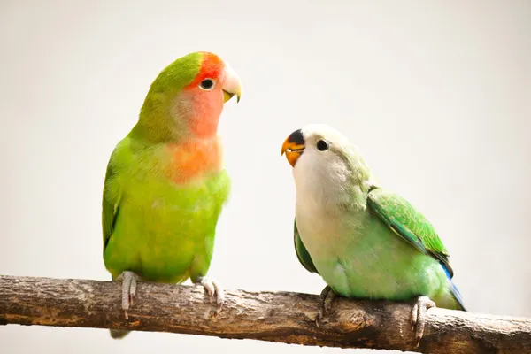 Pêssego-rostos lovebird — Fotografia de Stock