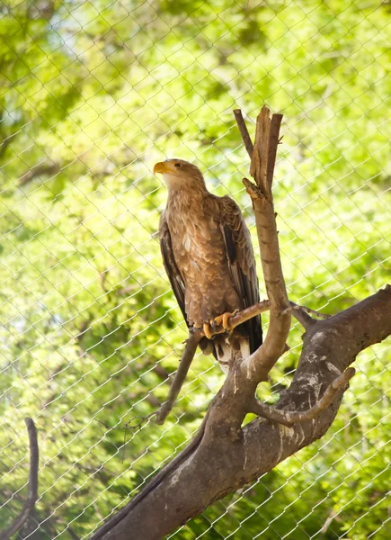 Eagle on a tree branch — Stock Photo, Image