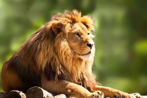 African lion relaxing — Stock Photo, Image