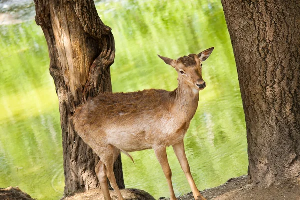 Ağaçlar arasında geyik — Stok fotoğraf