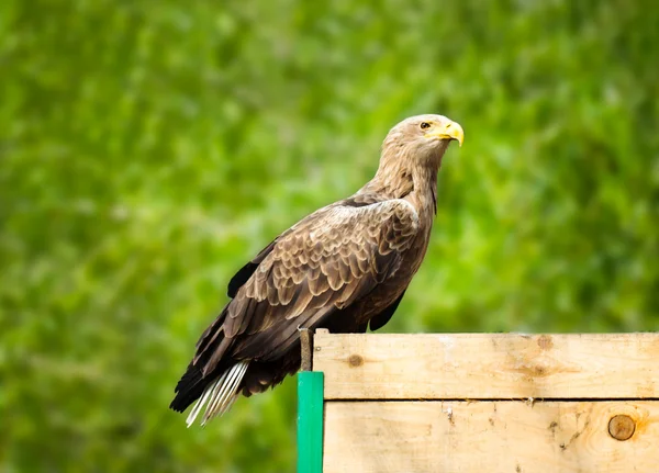 Young eagle — Stock Photo, Image