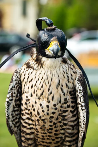 Falcon with his cap — Stock Photo, Image