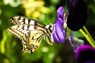 Closeup of a butterfly clipart