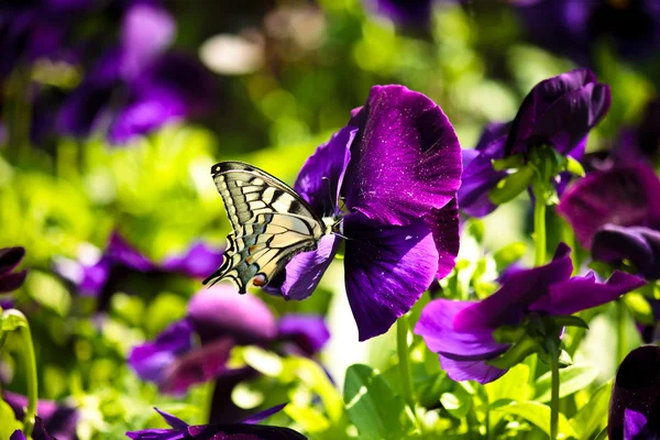 봄 나비 — 스톡 사진