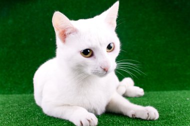 White cat on grass clipart