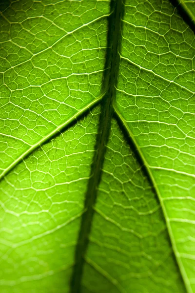 Grønn bladstruktur – stockfoto