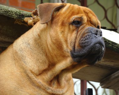 bullmastiff açık dikey