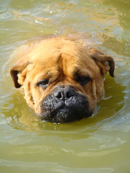 Tête de chien dans l'eau (bullmastiff ) — Photo