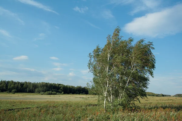 bir ormanda huş ağacı