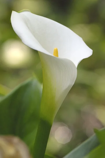 Arum lily — Stockfoto