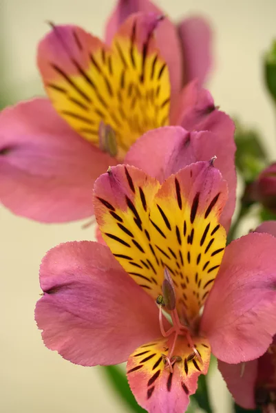 Inka lily Zdjęcie Stockowe