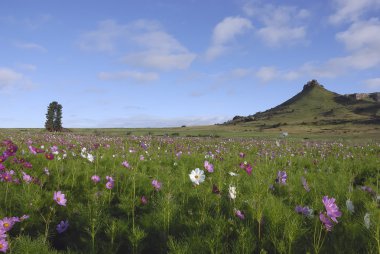 Cosmos çiçek Mountain