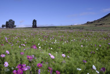 Cosmos field inSouth Africa clipart