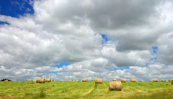 Hay field — Stock Photo, Image