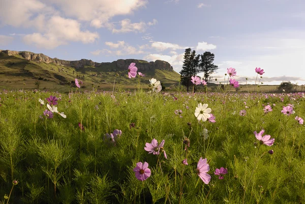 stock image Cosmos in South Africa