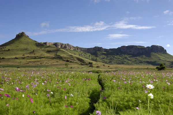 Stock image Cosmos field