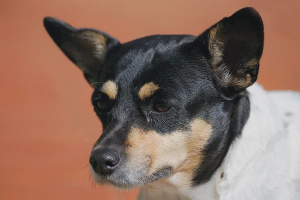 stock image Fox terrier