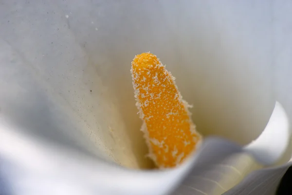 Binnenkant van een Arum-lily — Stockfoto