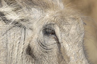 bir warthogs yüzünü kapat