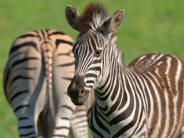 Zebra's — Stockfoto