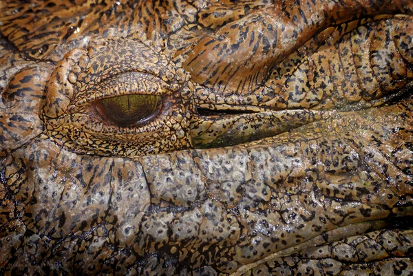 Krokodilen öga — Stockfoto