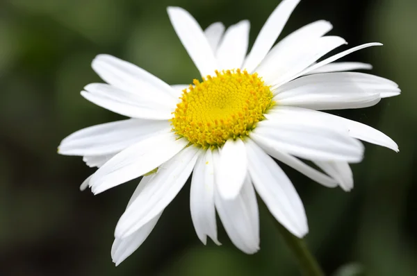 stock image White daisy