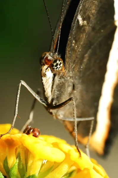 Mariposa. — Foto de Stock