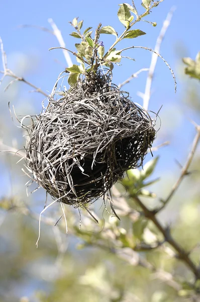 stock image Birds nest