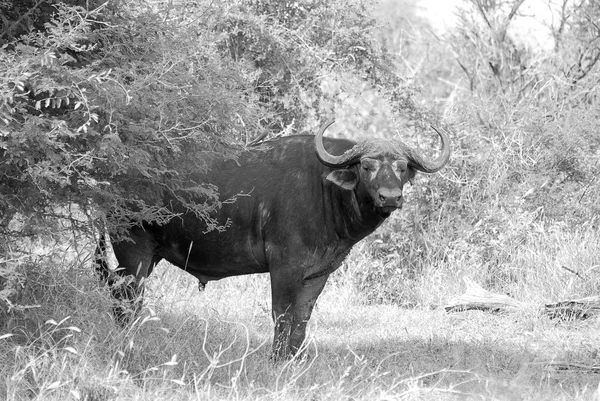 stock image Buffalo