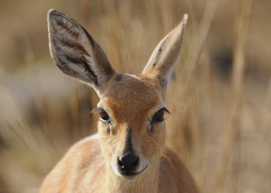 Duiker