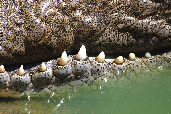 Крокодила зубів — стокове фото