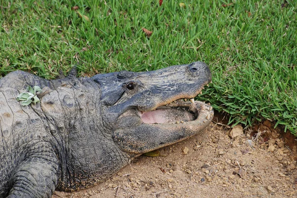 Шкіра крокодила — стокове фото