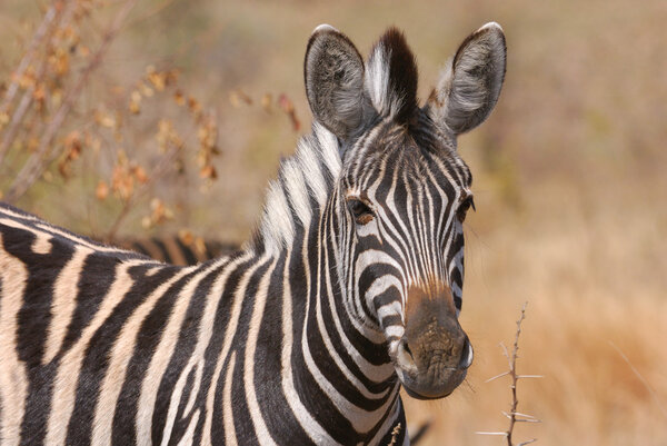Zebra in a veld