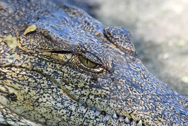 Око крокодила — стокове фото