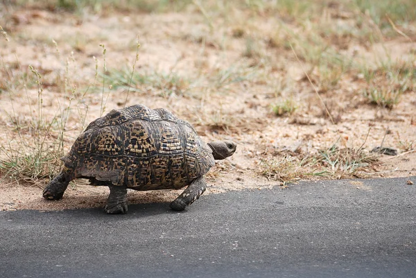 Stock image Turtle