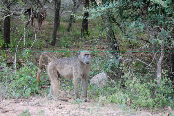 stock image Baboon